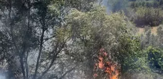Osmaniye'de Anız Yangını Kontrol Altına Alındı
