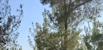 Osmaniye'de Orman Yangını Kontrol Altına Alındı