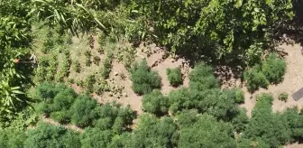 Osmaniye'de Hint Keneviri Yetiştiren Şüpheli Gözaltına Alındı