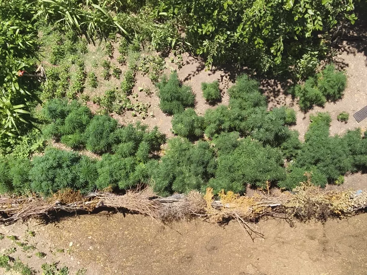 Osmaniye'de Hint Keneviri Yetiştiren Şüpheli Gözaltına Alındı