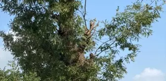Osmaniye'de iki trafik kazasında 4 kişi yaralandı