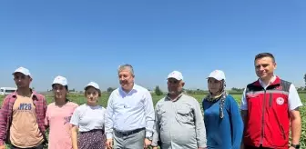 Osmaniye Valisi Yılmaz, Bamya Hasadına Katıldı