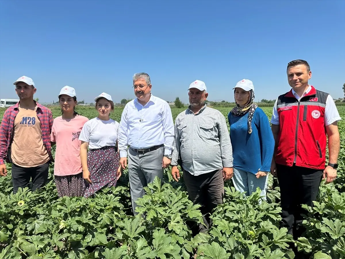 Osmaniye Valisi Yılmaz, Bamya Hasadına Katıldı