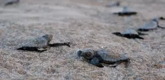 40 Bin 285 Yavru Deniz Kaplumbağası Denize Kavuştu