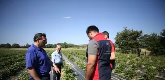 Cengiz Bayazıt'tan Şakayık Çiçeği Üretimiyle Yeni Bir Başarı Hikayesi