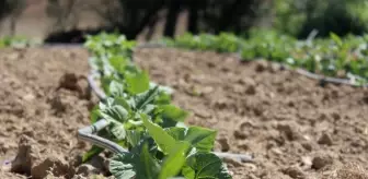 Tokat'ta Domates ve Şeker Fasulye Alanlarında Ekime Hazırlık