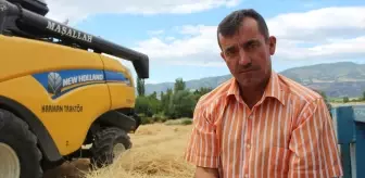 Tokat'ta Taner Buğdayı Hasadı Başladı
