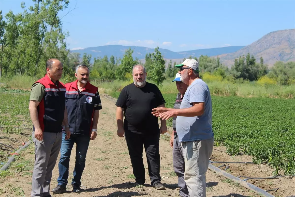 Tarım Müdürlüğü Sebze Üretim Alanlarını İnceledi