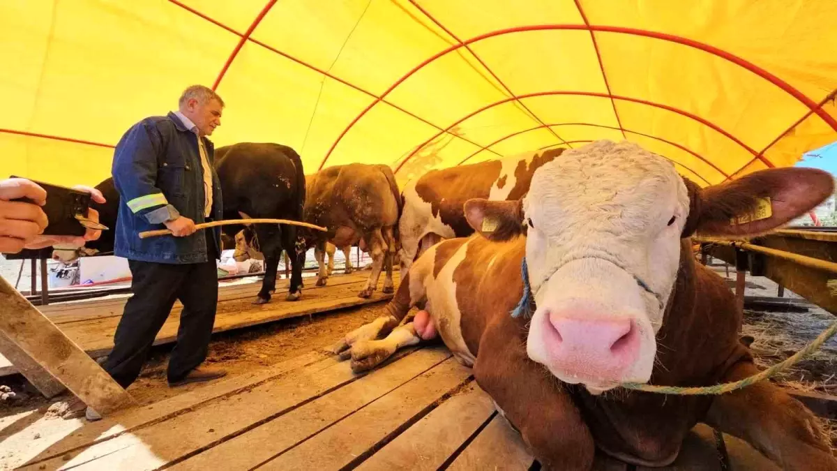 Kurban Bayramı Öncesi Hayvan Pazarı'nda Rekor Satış