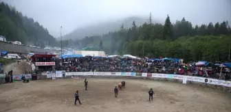 Rize'de 29. Ayder Kültür ve Sanat Festivali Boğa Güreşleriyle Son Buldu