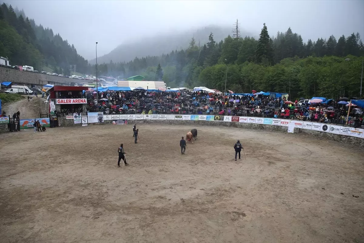 Rize'de 29. Ayder Kültür ve Sanat Festivali Boğa Güreşleriyle Son Buldu