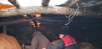 Rize'de Hayvanlara Şap Aşısı Uygulandı