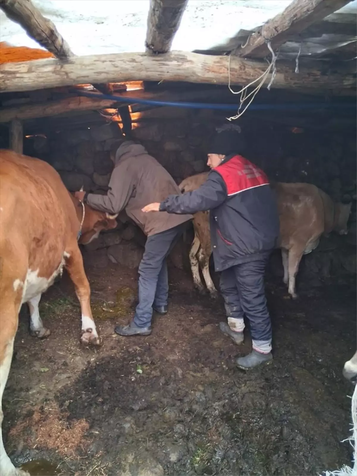 Rize'de Hayvanlara Şap Aşısı Uygulandı