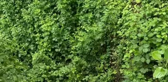 Rize'de Çay Hasadı Sırasında Yamaçtan Yuvarlanan Kişi Yaralandı