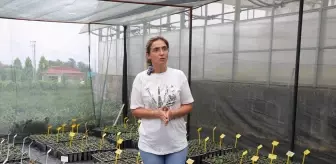 Rize'de 'Çayda Uygulamalı Çelik Fidan Eğitimi' programı yapıldı