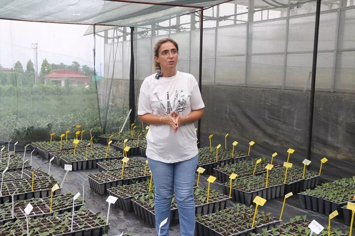 Rize'de Çay Üretimi İçin Eğitim Programı