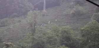 Rize'de Çay Hasadı Bayram Öncesi Hız Kazandı