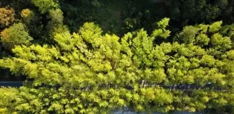 Safranbolu'daki Ağaç Tüneli, Doğa Turizmi ile Ziyaretçileri Ağırlıyor