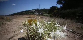 Çanakkale'de Kum Zambakları Koruma Altında