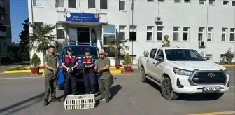 Sakarya’da Yaban Ördekleri Koruma Altına Alındı