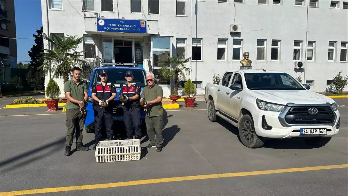Sakarya’da Yaban Ördekleri Koruma Altına Alındı