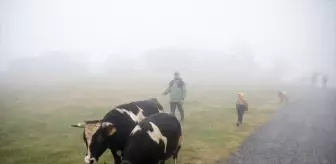 Hendek'te Besiciler Geleneksel Yayla Göçünü Gerçekleştirdi