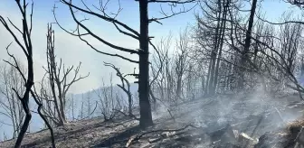 Sakarya'da Fındıklıkta Başlayan Yangın Ormana Sıçradı