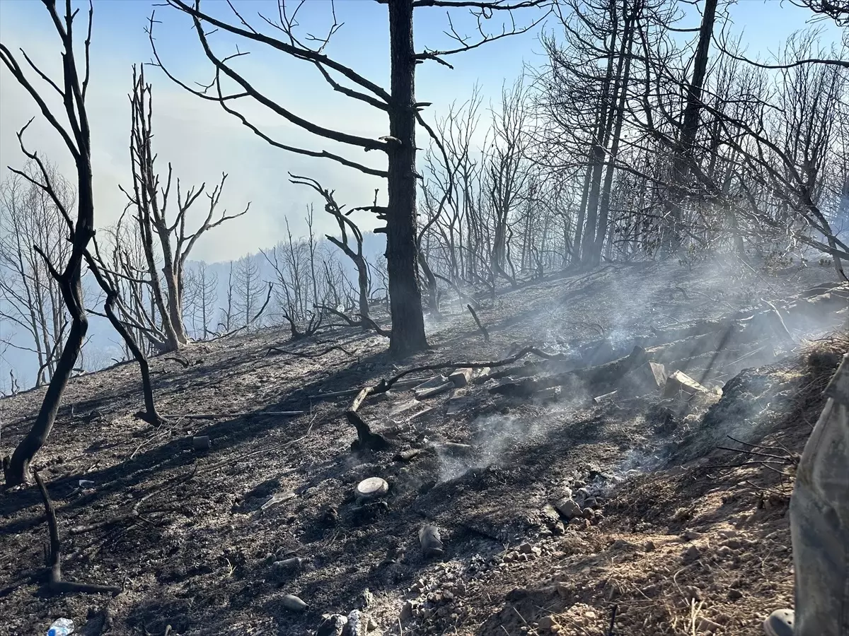 Sakarya'da Fındıklıkta Başlayan Yangın Ormana Sıçradı