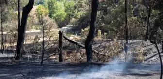 Sakarya'daki Orman Yangınında Soğutma Çalışmaları Devam Ediyor