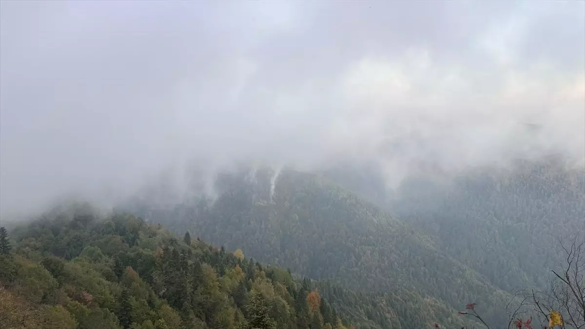 Sakarya'da Orman Yangını Kontrol Altına Alındı