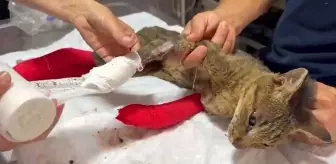 Yangından Yanan Kedinin Tedavisi Devam Ediyor
