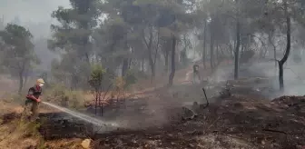 Sakarya ve Bilecik'te Orman Yangını Tesislere Zarar Verdi