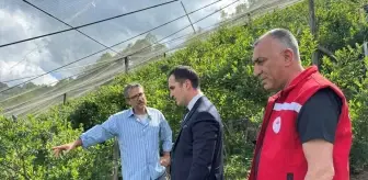 Samsun'da Yaban Mersini Bahçesi Kuruluyor