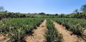 Fındığa Alternatif Olarak Aronya Üretimi Artıyor