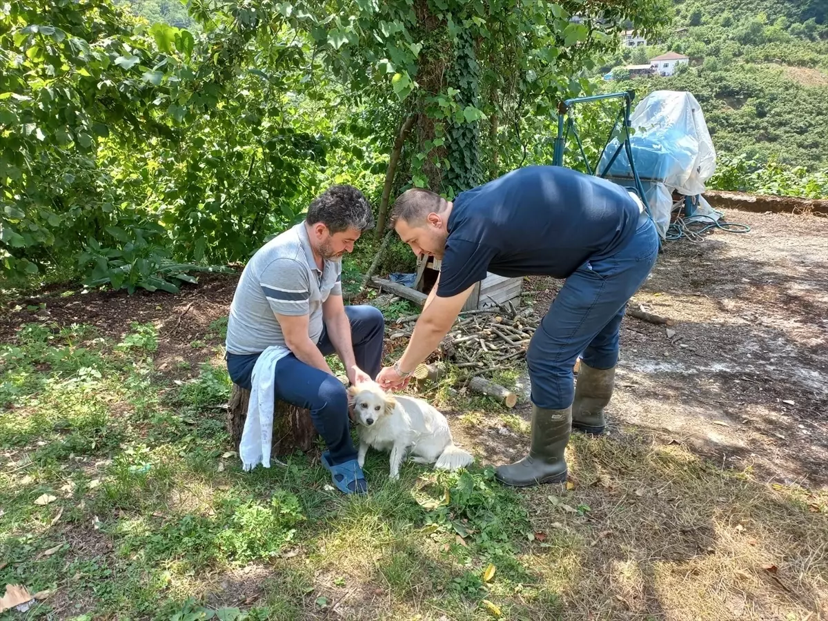 Samsun'da Kedi ve Köpekler Mikroçiplendirilerek Kayıt Altına Alınıyor