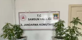 Samsun'da Uyuşturucu Operasyonu: 1 Gözaltı ve 9 Kök Kenevir