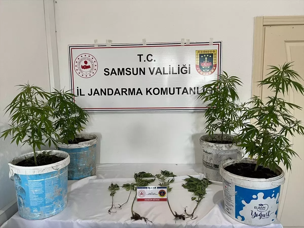 Samsun'da Uyuşturucu Operasyonu: 1 Gözaltı ve 9 Kök Kenevir
