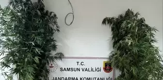 Samsun'da Uyuşturucu Operasyonu: 1 Kilo 354 Gram Esrar ve 9 Kök Kenevir Ele Geçirildi