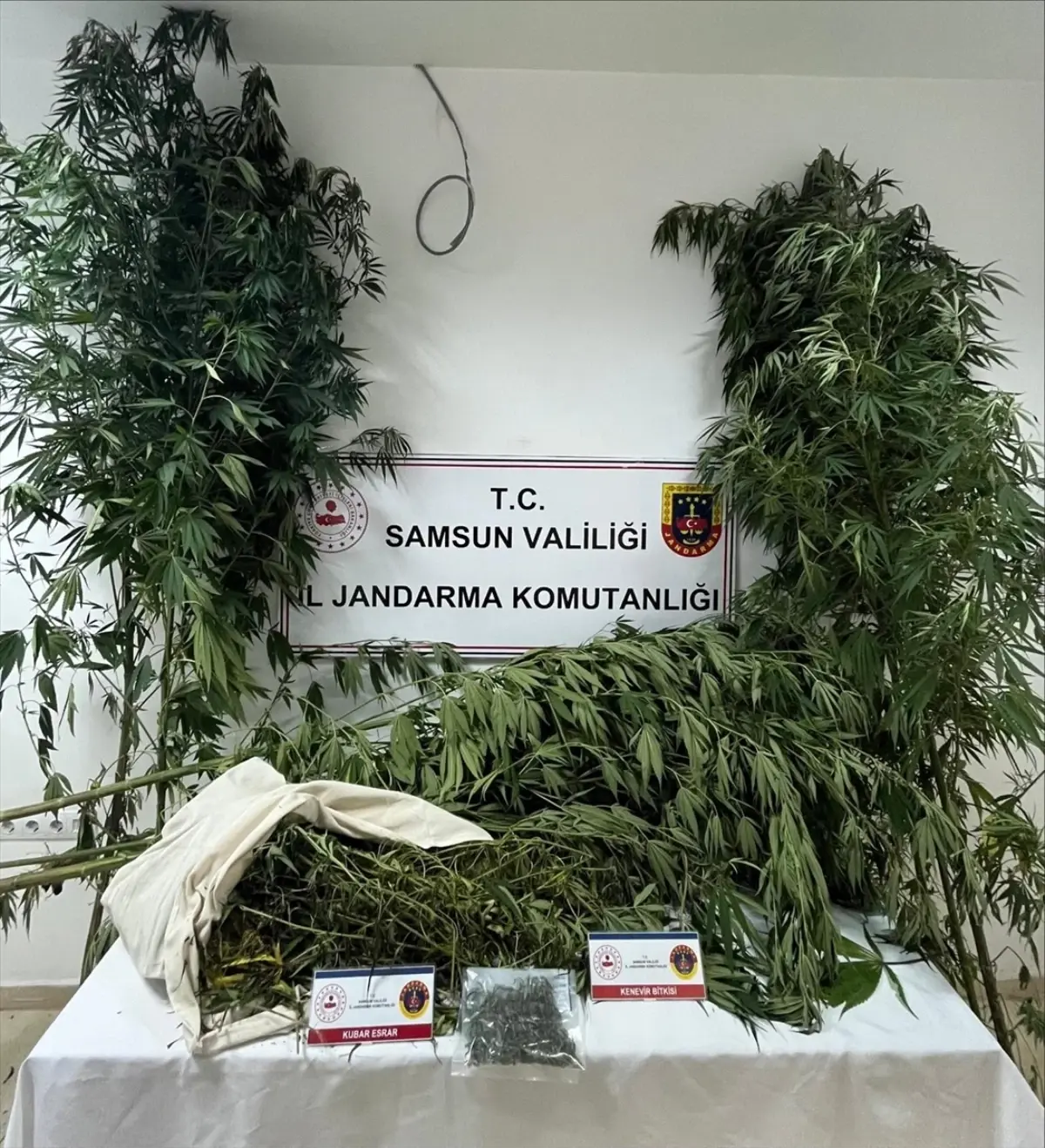 Samsun'da Uyuşturucu Operasyonu: 1 Kilo 354 Gram Esrar ve 9 Kök Kenevir Ele Geçirildi