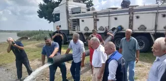 Samsun'da İç Su Kaynaklarına 2 Milyon Yavru Sazan Salındı
