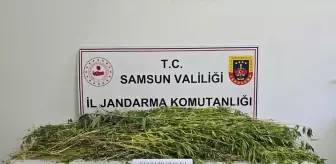 Samsun'da 5 Bin 608 Kök Hint Keneviri Ele Geçirildi