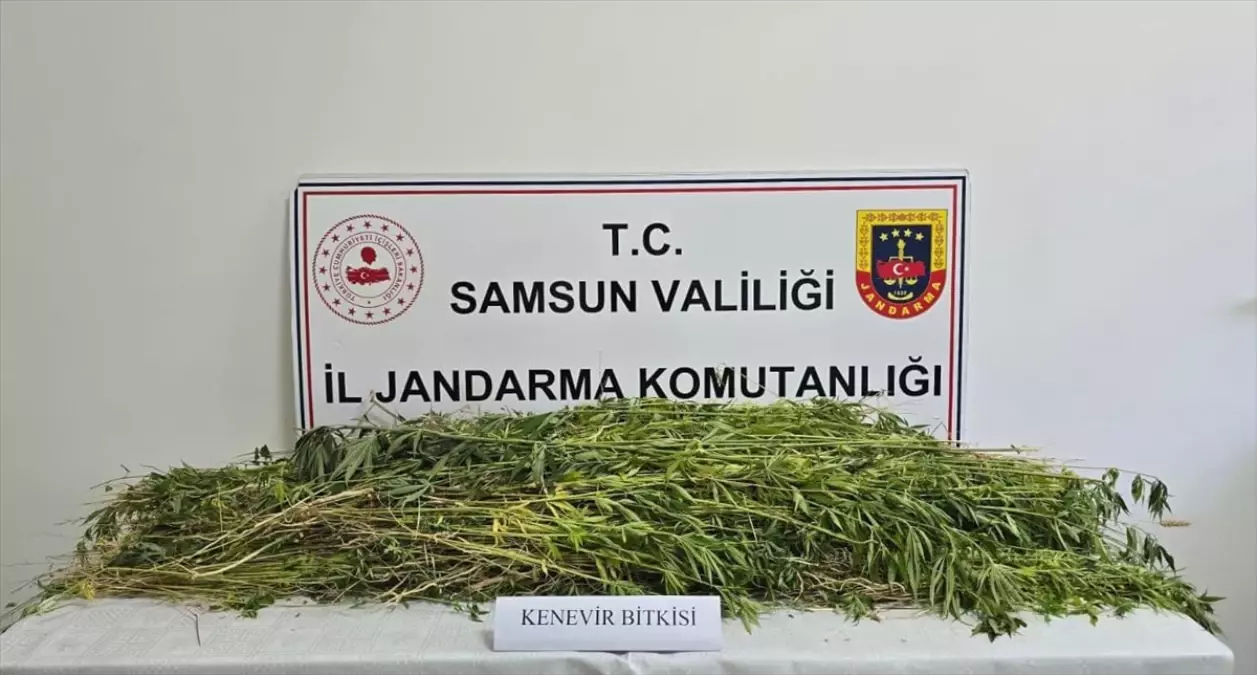 Samsun'da 5 Bin 608 Kök Hint Keneviri Ele Geçirildi