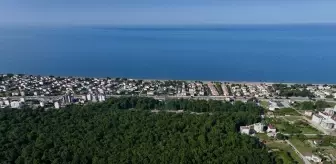 Samsun'un Subasar Ormanları: Doğa Harikası Çakırlar Korusu