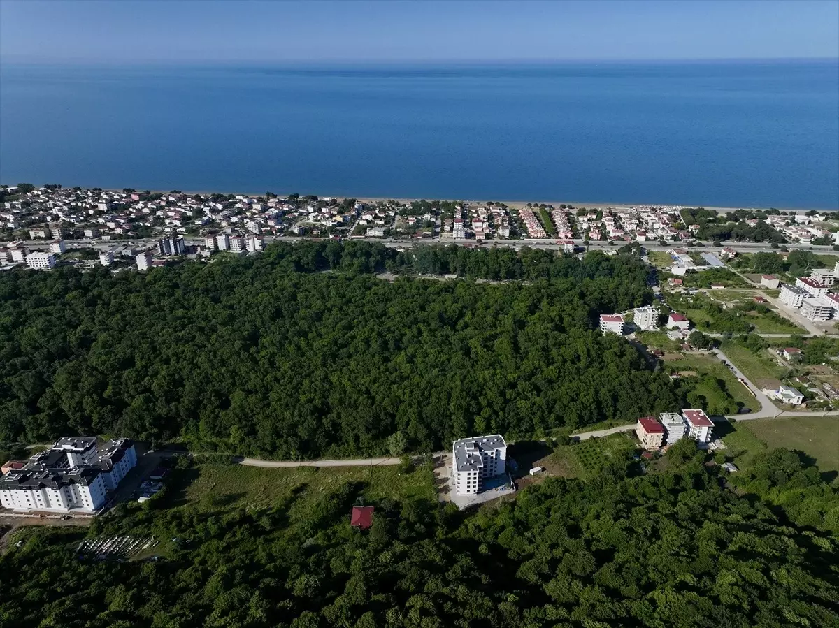 Samsun'un Subasar Ormanları: Doğa Harikası Çakırlar Korusu