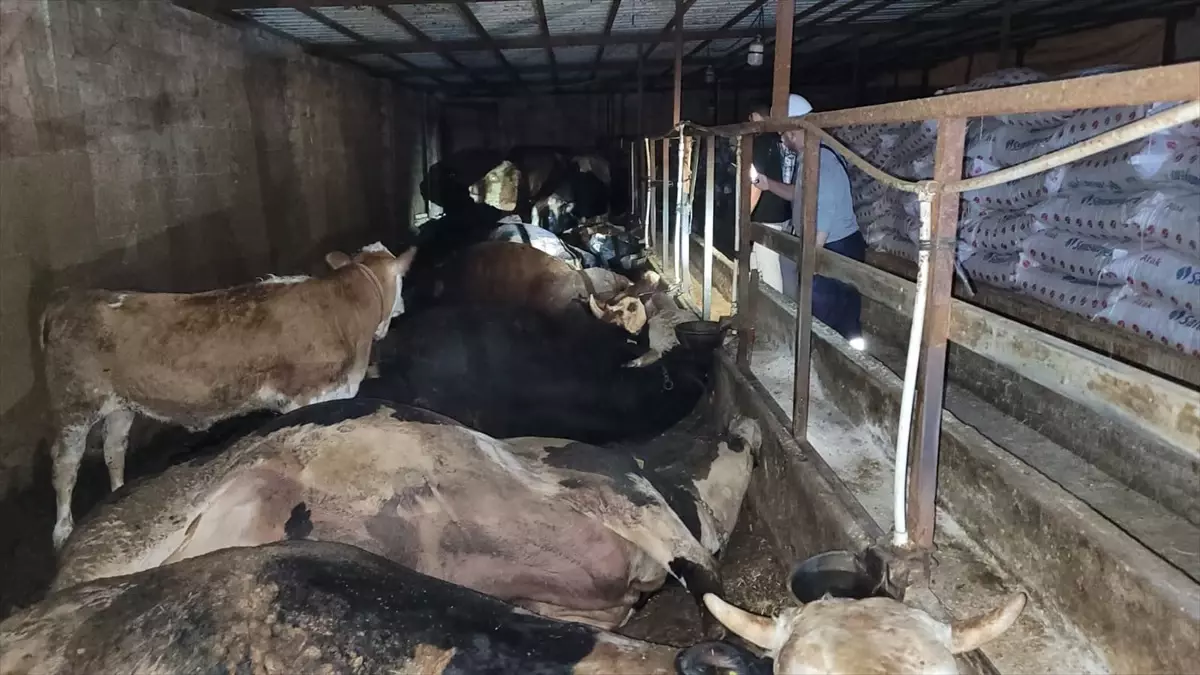 Samsun'da Elektrik Akımından 6 Büyükbaş Hayvan Telef Oldu
