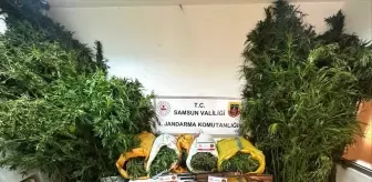 Samsun'da Kenevir Ekimi Yapan Baba ve Oğlu Tutuklandı