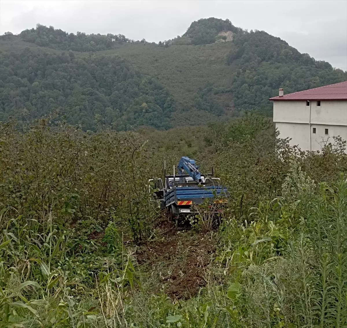 Samsun'da Kamyonet Fındık Bahçesine Yuvarlandı: 3 Yaralı
