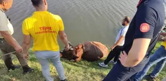 Samsun'da ırmağa düşen inek yapılan çalışmalarla kurtarıldı