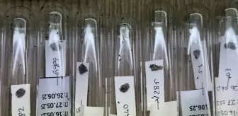 Kahverengi Kokarcaya Karşı 750 Bin Samuray Arısı Üretildi