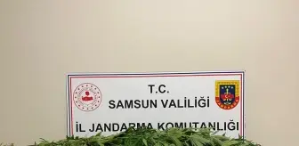 Samsun'da Kenevir Eken Şüpheli Gözaltına Alındı